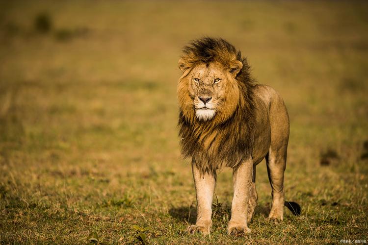 布兰特：我本该打进单刀杀死比赛 和勒沃库森的对决总是很胶着